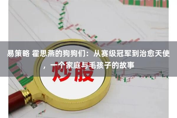 易策略 霍思燕的狗狗们：从赛级冠军到治愈天使，一个家庭与毛孩子的故事